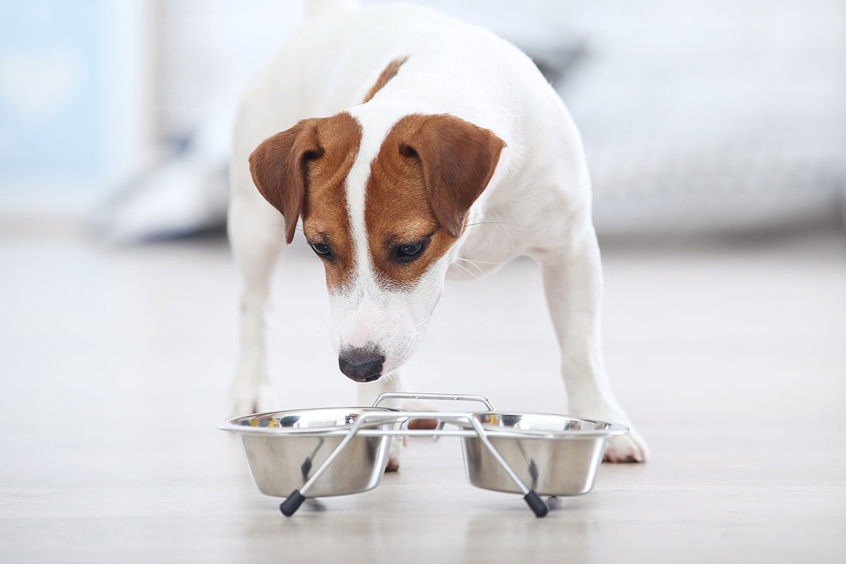 Don’t Feed Your Dog These Table Foods