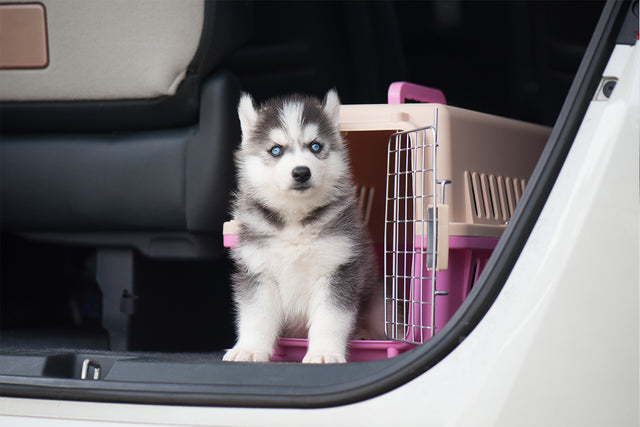 Adopting a Pet: Questions to Ask Yourself – Part 2