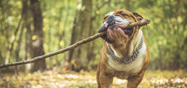 8 Reasons to Be Thankful for Your Dog