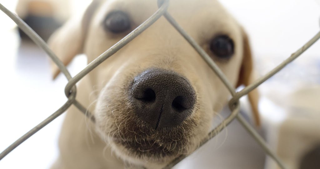 6 Reasons Why Shelter Dogs Are the Best