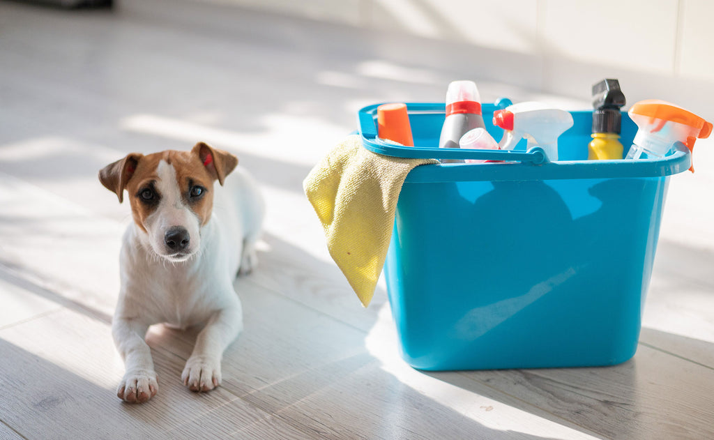 Pet-Friendly Home Cleaning Ideas