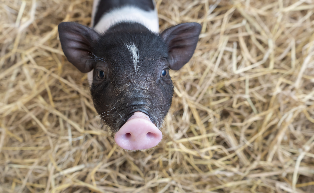 7 Common Questions About Potbellied Pigs