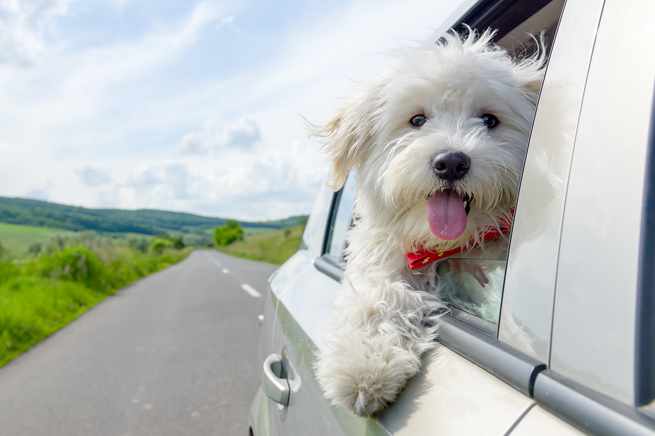 Car Travel With Your Pet: 8 Tips to Make the Journey Smoother