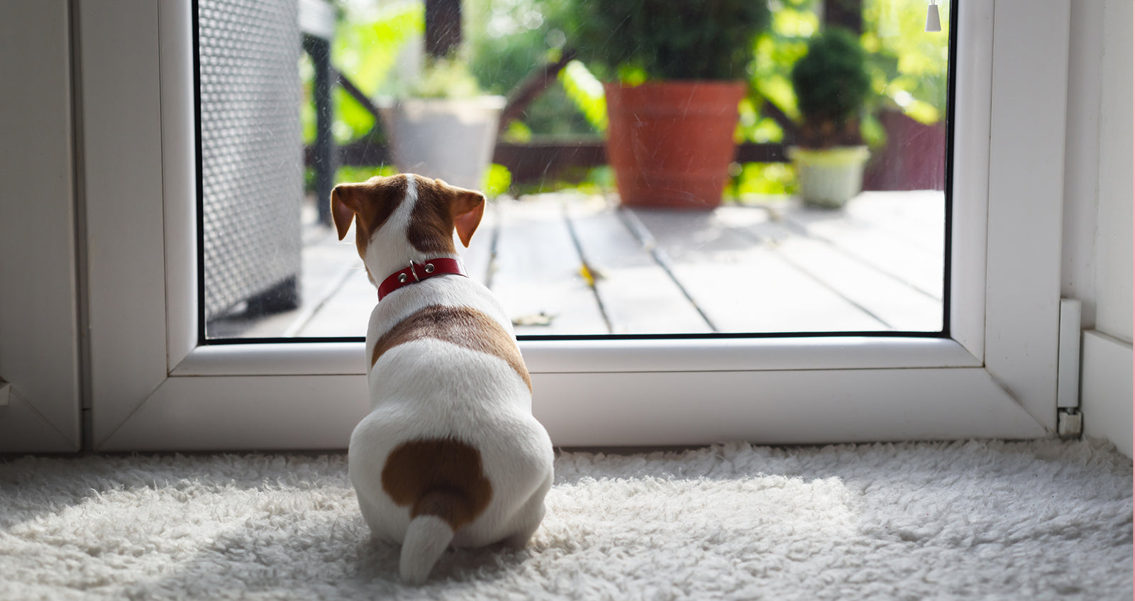 How to Help Your Pet Deal With Anxiety