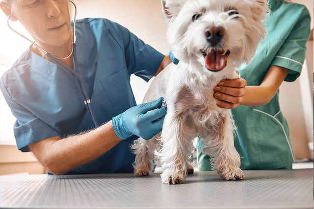 Six Tips for Keeping Your Pet Safe and Healthy