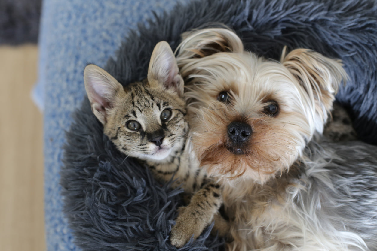 How Much Space Does My Pet Need?