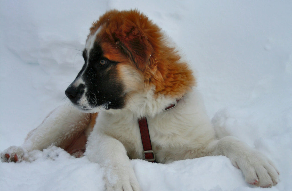 Dog Enjoying the Snow Fleas in Winter