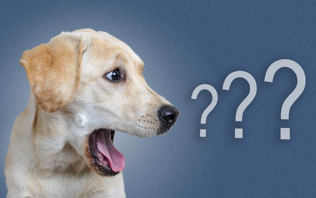 Dog with mouth open and question marks