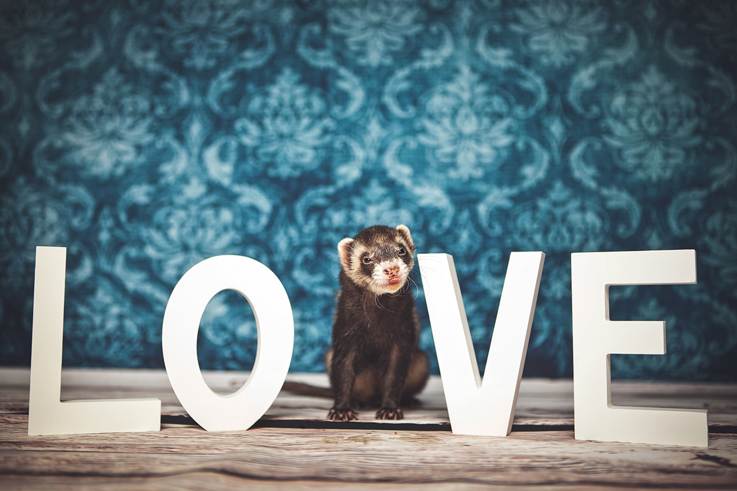 4 Fun Facts About Pet Ferrets