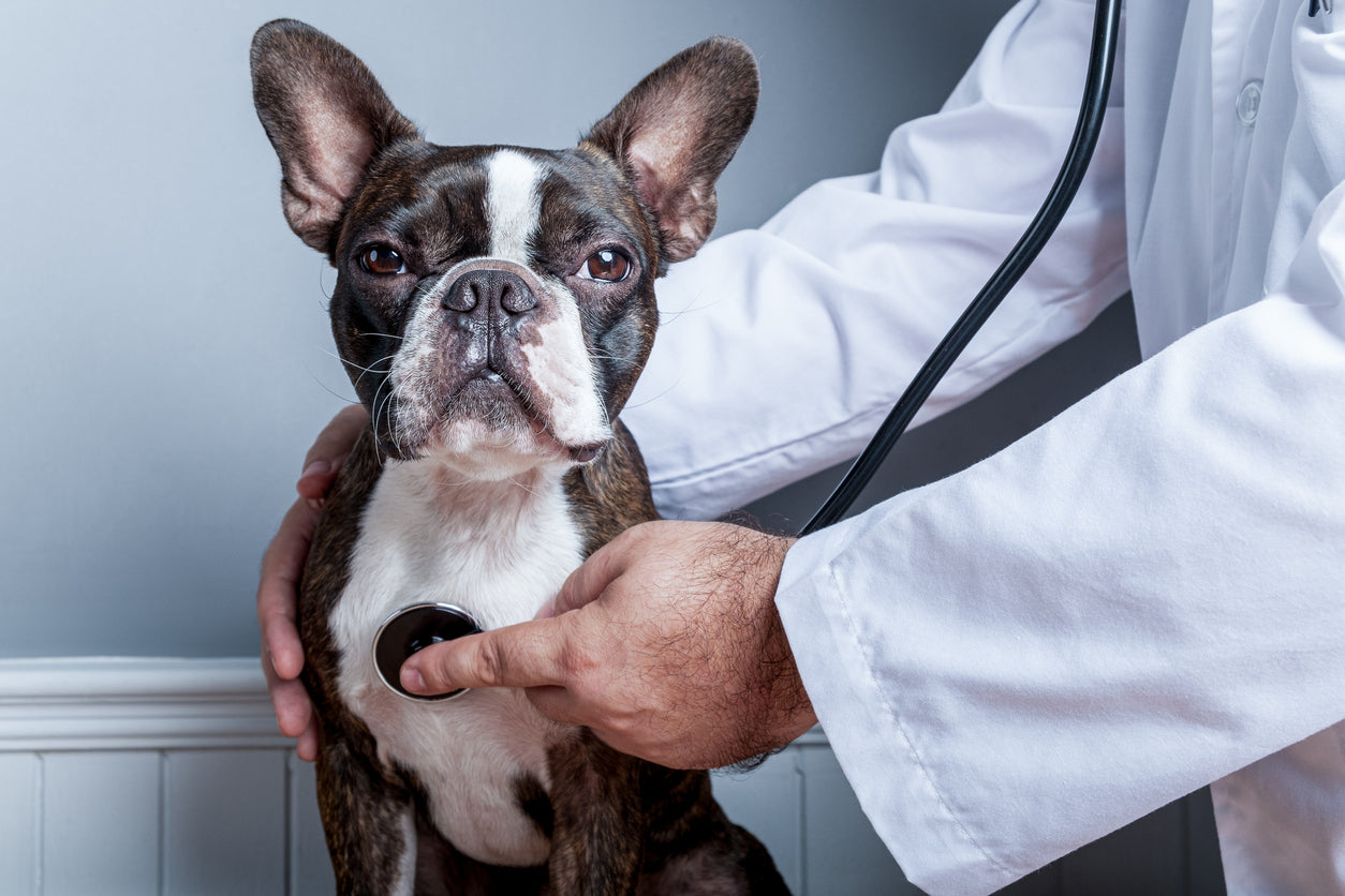 Small Dog Receiving Exam for Health Issues