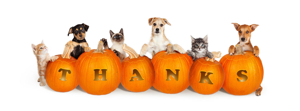 A row of pumpkins carved with letters spelling Thanks and dogs behind them