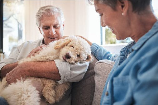 Dehumanizing Pets The Humanization of Pets: How Our Furry Friends Have Become Family ...
