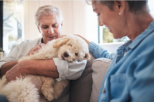 The Humanization of Pets: How Our Furry Friends Have Become Family