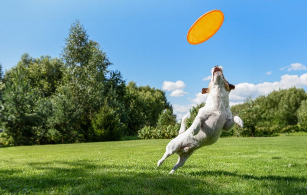 Dog catching yellow frisbee