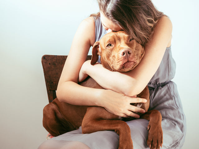 Important Questions Regarding Microchipping Your Pet