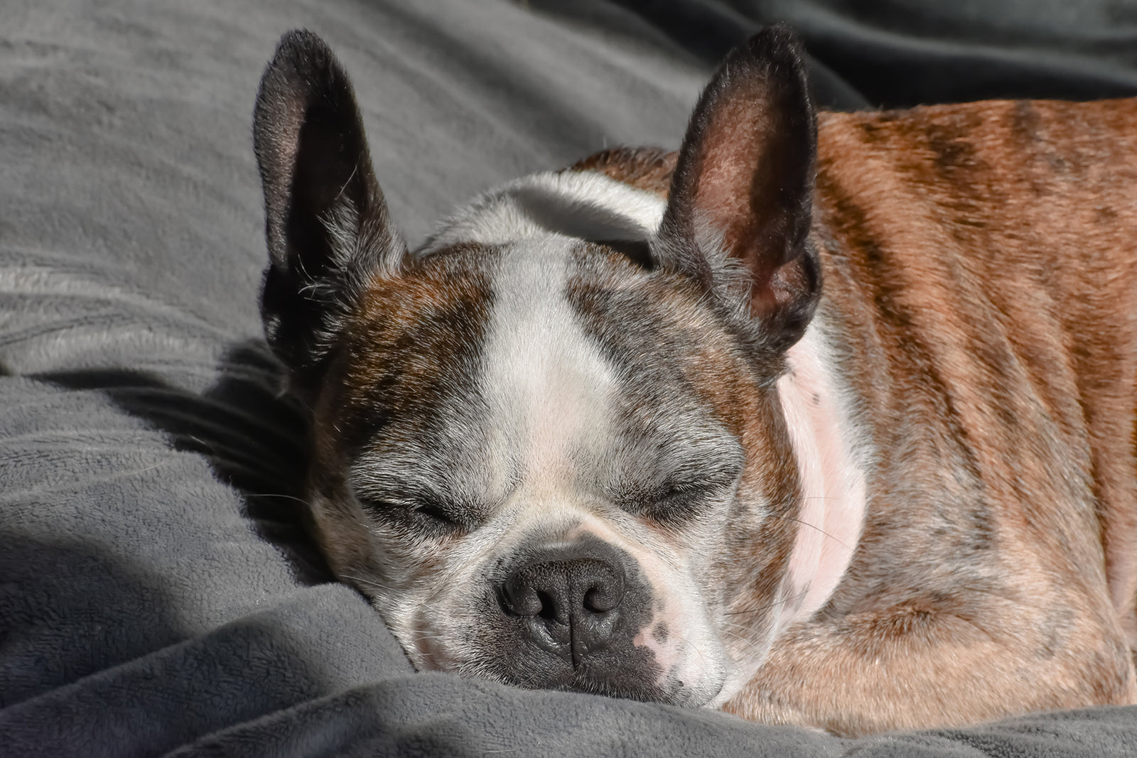 Your Guide to Pet Health and Wellness at Home