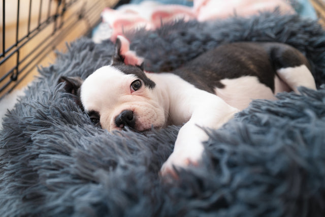 Pet Crate, Pet Kennels, and Pet Pens: Which Option Is Best?