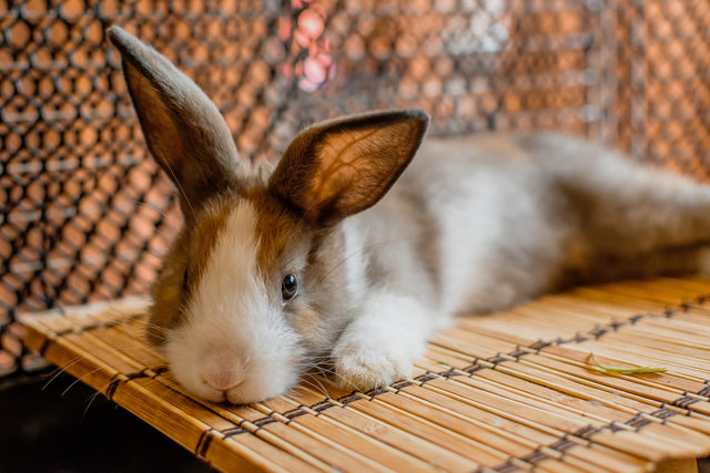 How to Set Up an Indoor Rabbit Pen