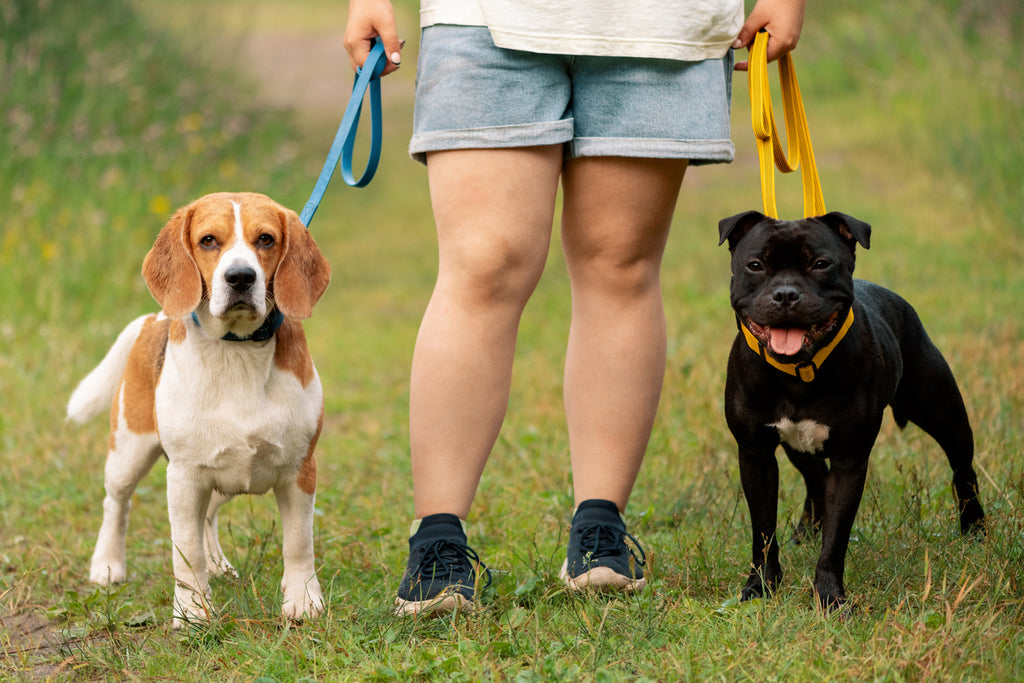 How To Select A Reliable Pet Sitter