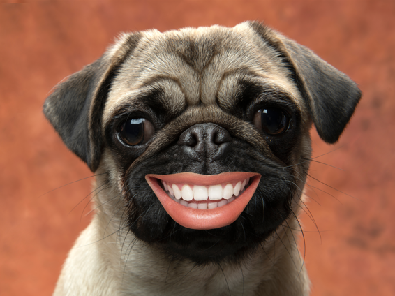 Pug Dog with human teeth