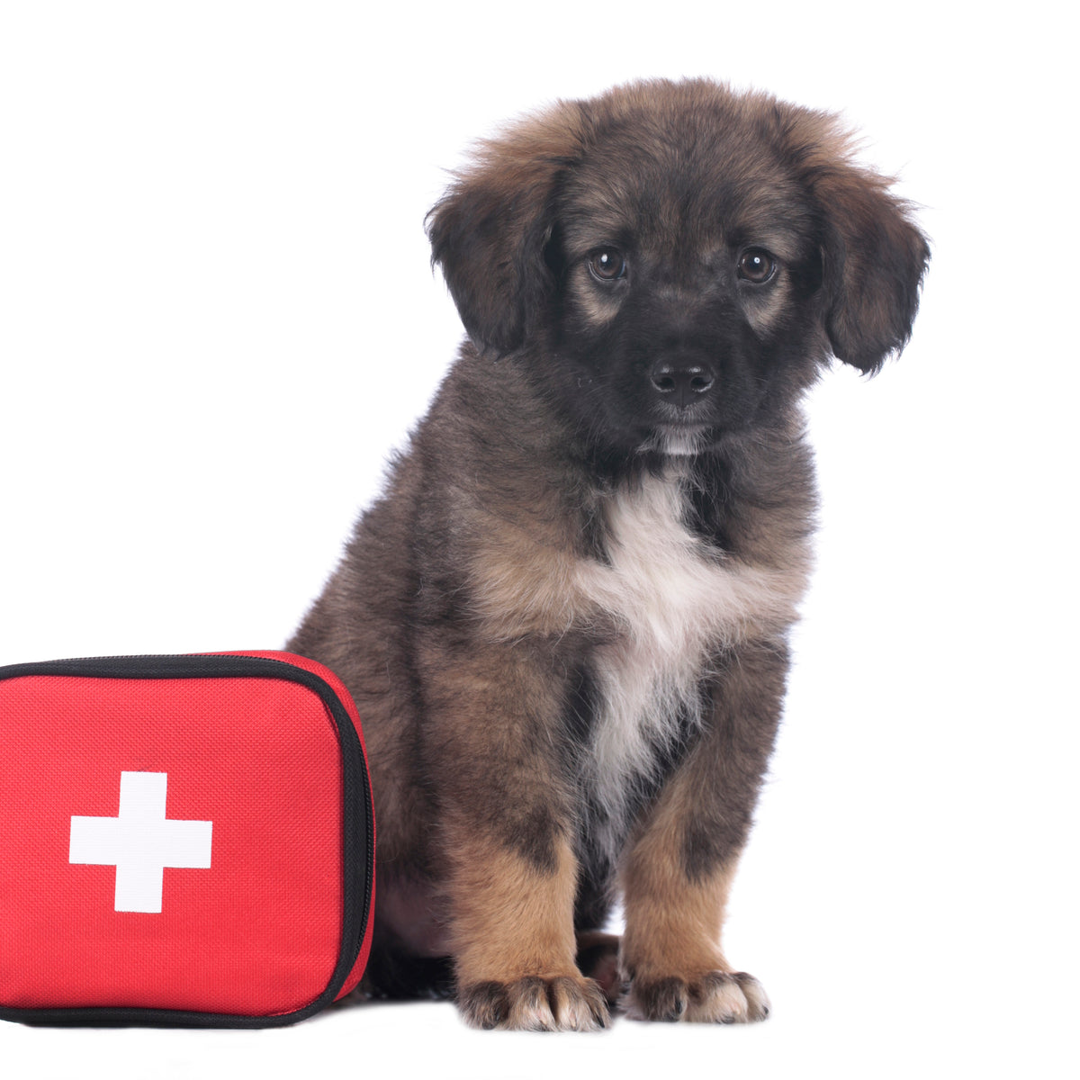 First Aid Tips For Pet Owners – Clearly Loved Pets