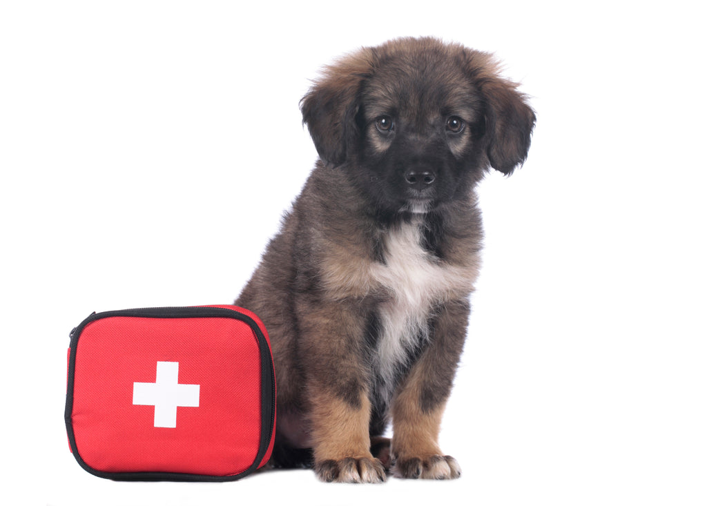 First Aid Tips For Pet Owners