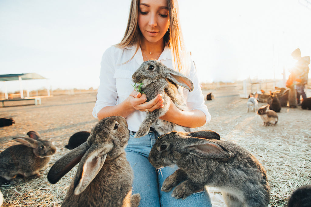 Supporting Your Local Rabbit Rescue
