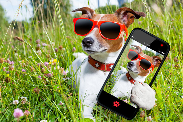 What’s Trending Now In the Pet Industry