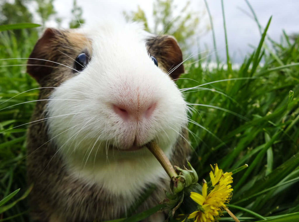 Brown and white guinea pig eating a dandelion