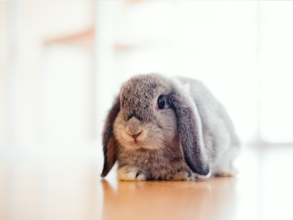 6 Tips to Keep Your Rabbit Happy and Healthy