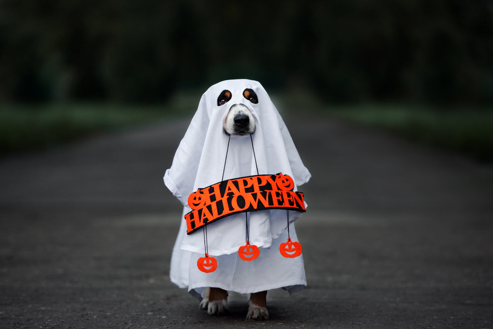 DIY Halloween Costumes for Dogs