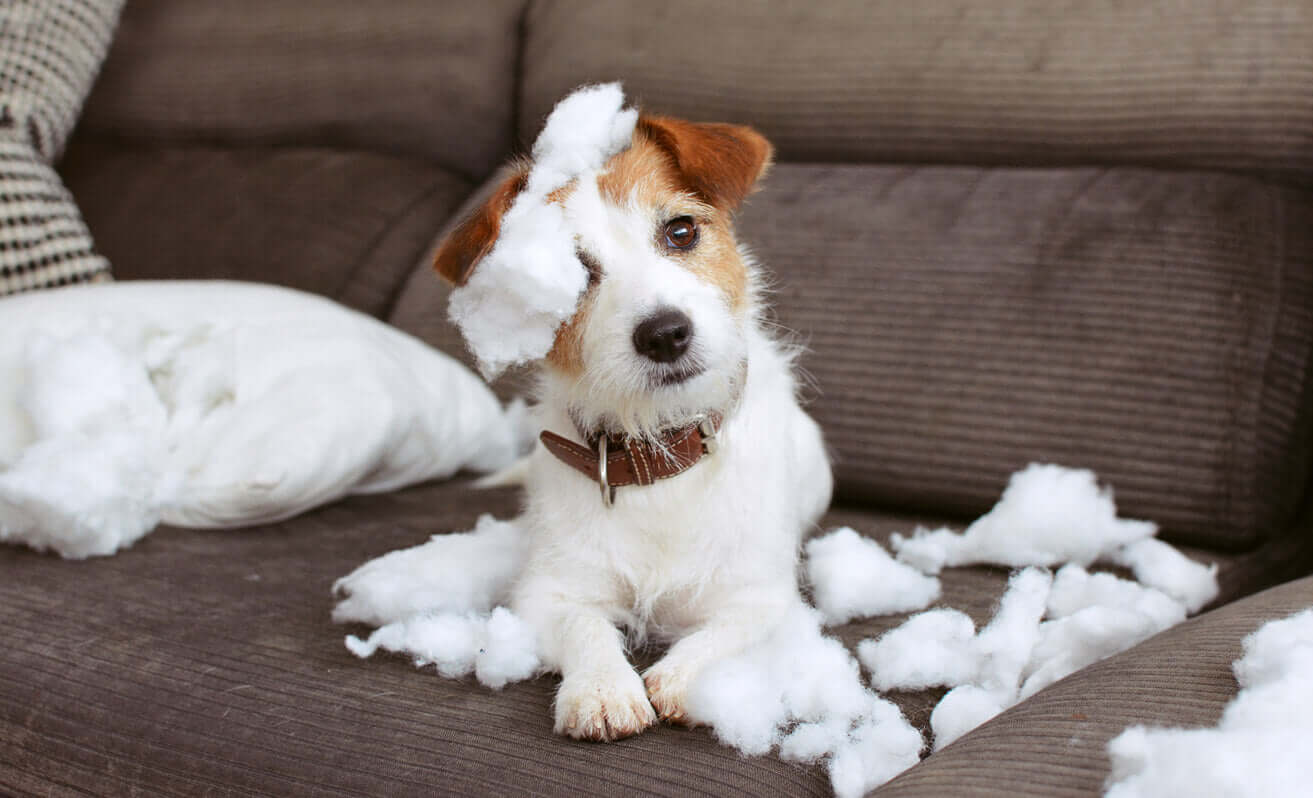 How to Prepare Your Pet for Back-to-School Changes: Expert Tips