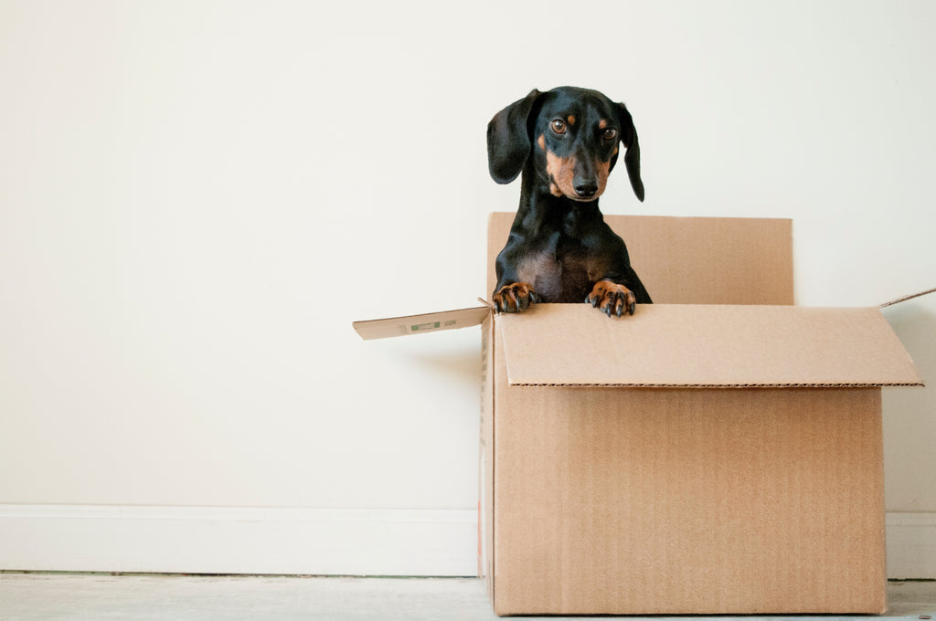 Moving with Your Pet