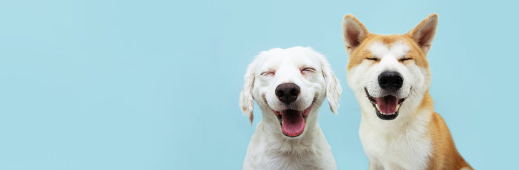 Creating a Multi-Pet Household: The Joy and the Journey