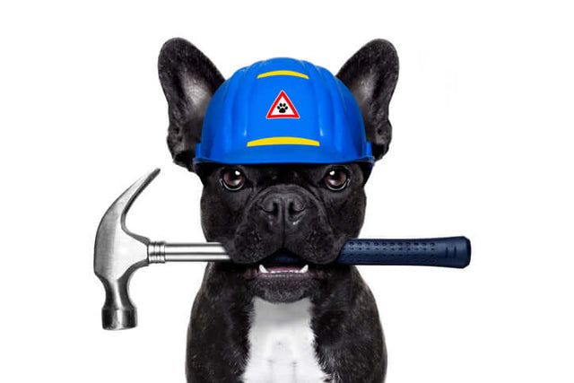 French bulldog holding hammer in mouth wearing hard hat