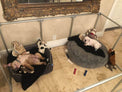 Sleepy dogs in 27 inch height large dog pen in silver color