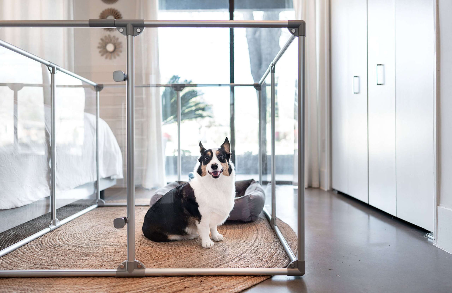  36 inch height medium dog pen in silver color with medium breed dog in bedroom