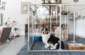  36 inch height medium dog pen in silver color with medium breed dog in living room