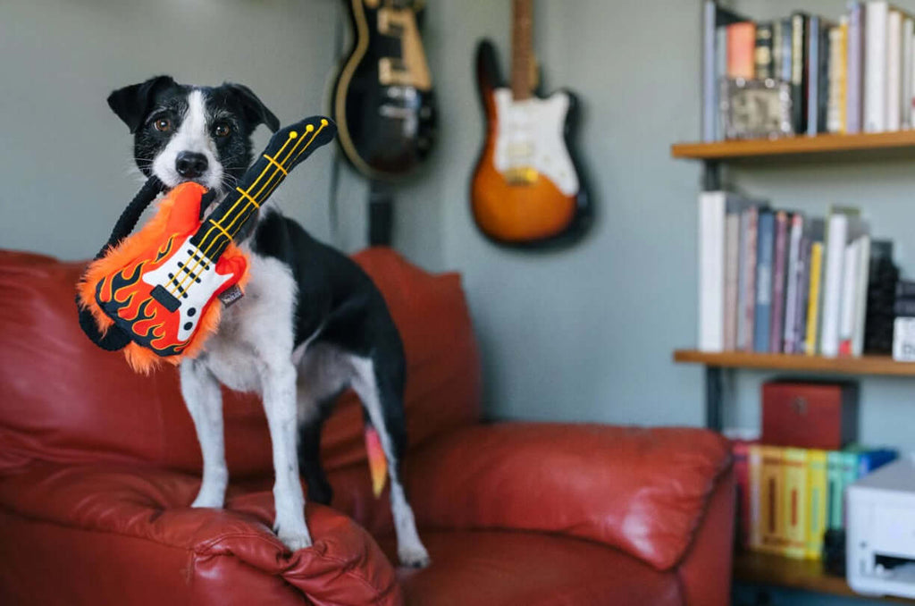 Dog playing with a plush 90's guitar toy on a red sofa, surrounded by books and guitars.