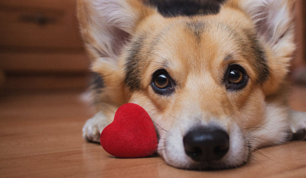 Corgi looking sweet and loving
