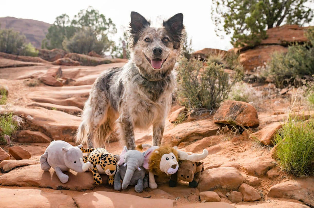 Dog with P.L.A.Y. Africa Big 5 Toy Set featuring plush lion, elephant, and more, on a safari adventure in the wild.