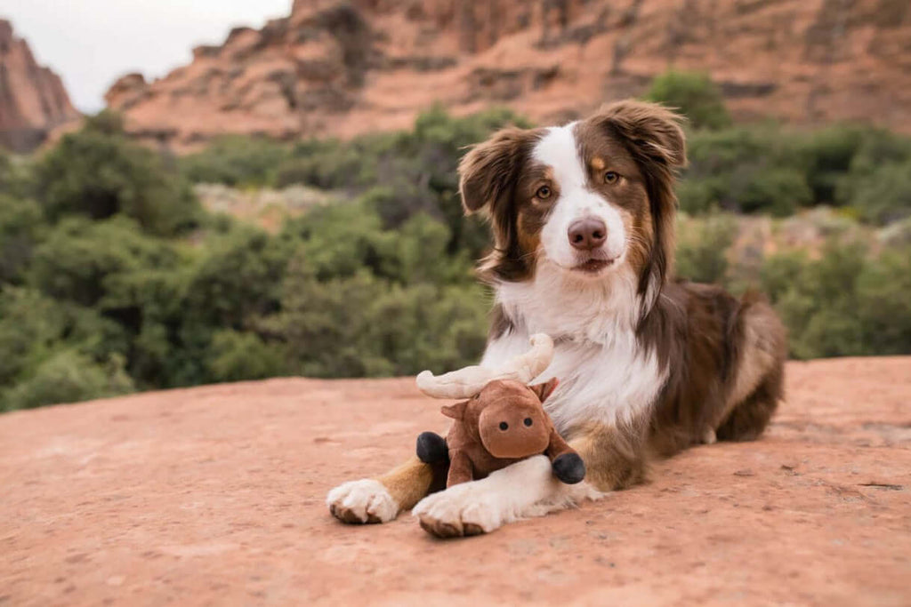 Dog with plush toy lying on a rocky terrain in the outdoors.