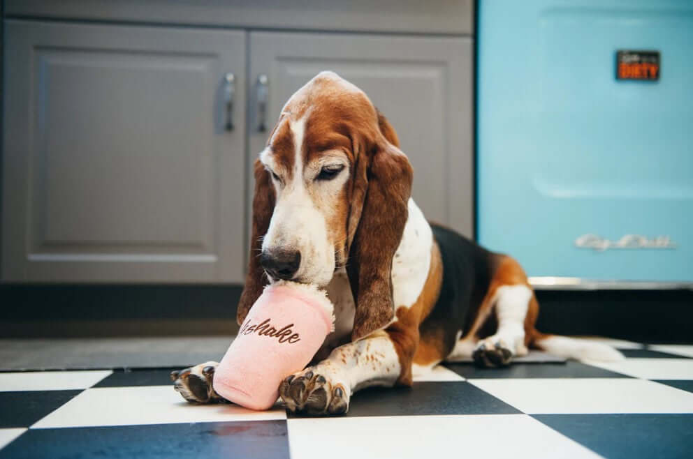 Basset hound playing with a toy milkshake on a black and white checkered floor.