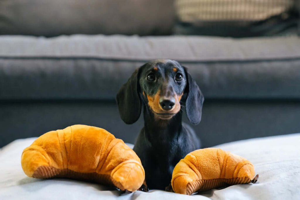 Dachshund with plush croissant toys from the P.L.A.Y. Barking Brunch Toy Set, ideal for pet playtime and fun.