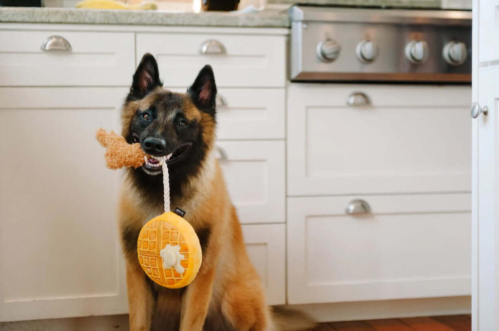 Dog enjoying P.L.A.Y. Barking Brunch Toy Set with waffle and chicken plush in a cozy kitchen setting.