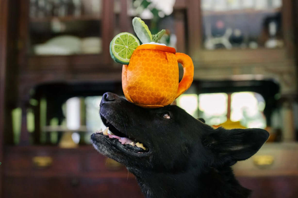 Dog balancing P.L.A.Y. Barktender plush margarita toy with lime, showcasing fun cocktail-inspired pet playtime.