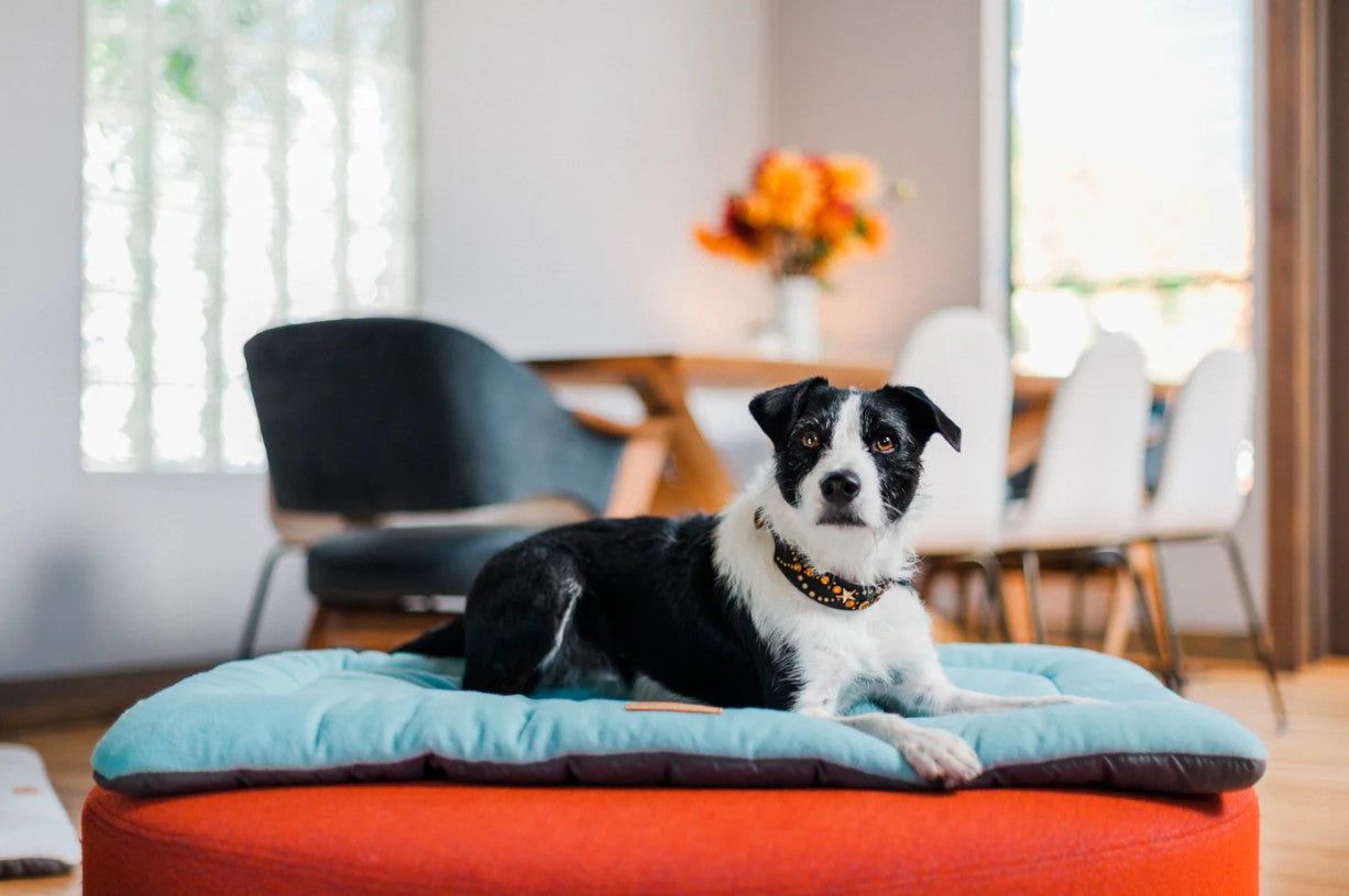 Small black and white dog relaxing on P.L.A.Y. Chill Pad from the Coastal Series in a cozy living room with modern decor.