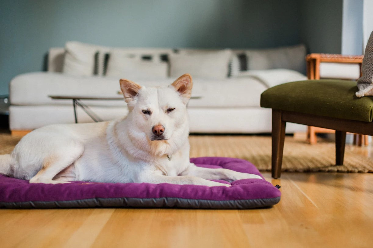 Dog resting on a P.L.A.Y. Coastal Series Chill Pad in a living room