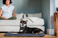 Dog relaxing on Coastal Series Chill Pad in cozy living room setting.