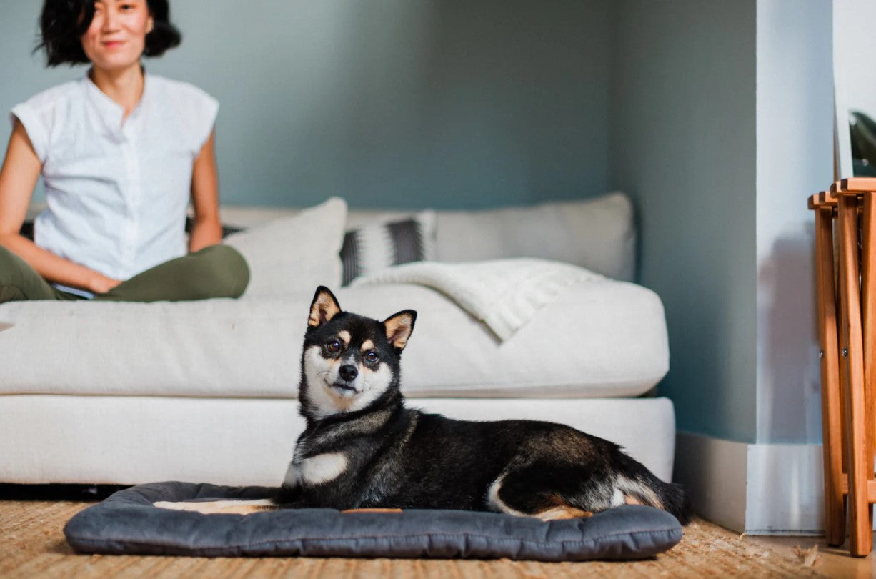 Dog relaxing on Coastal Series Chill Pad in cozy living room setting.